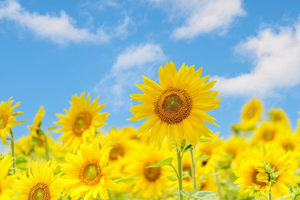 mitukiさま専用 黄昏のひまわり畑ほか 3点おまとめ ひまわり畑の大きな