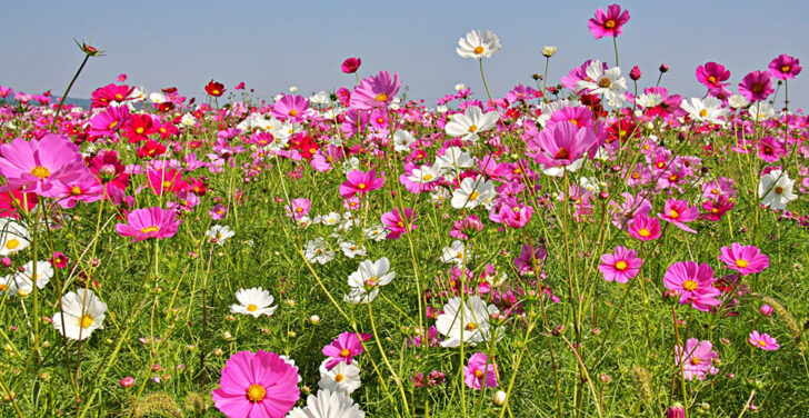 コスモス