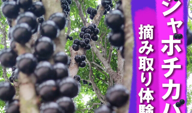 ジャボチカバ