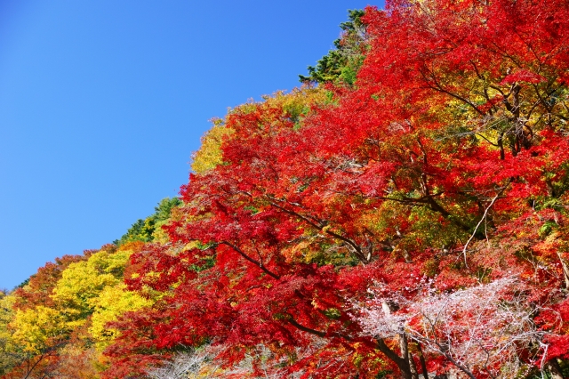 東京 高尾山