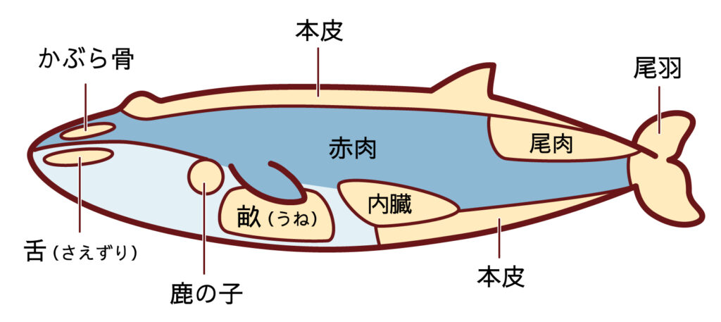 鯨の部位