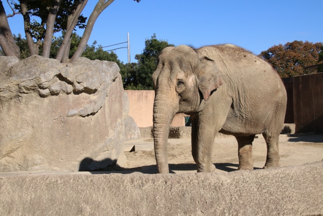 かみね動物園