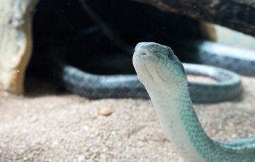 ヘビが観れる関東の動物園