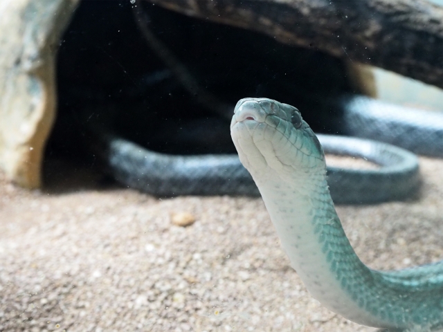 ヘビが観れる関東の動物園