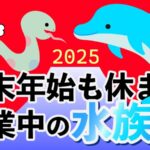 年末年始も営業中の水族館