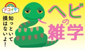 【巳年特集】金運を呼ぶヘビの雑学と文化解説！2025年を幸運にする豆知識