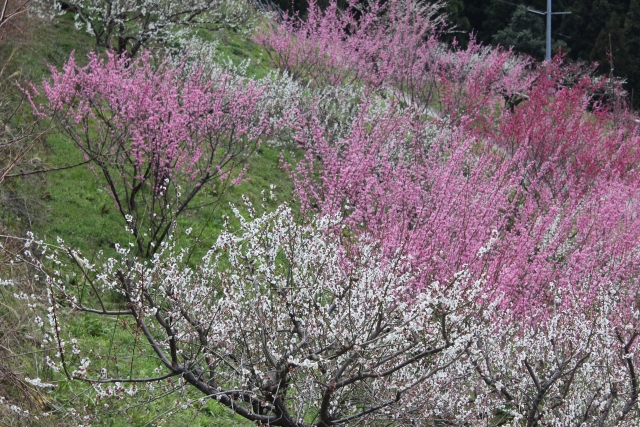 広橋梅林