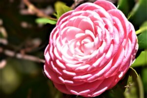 神代植物公園の椿