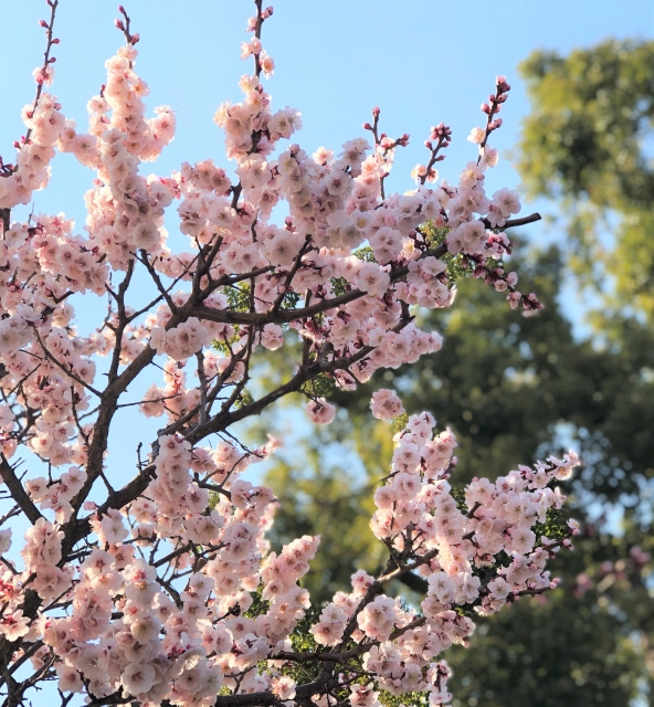 寒紅梅（かんこうばい）