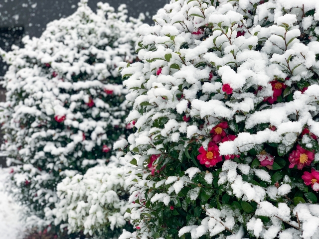 雪のなかの椿