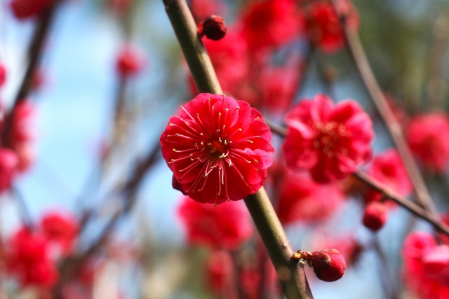 鹿児島紅（かごしまべに）