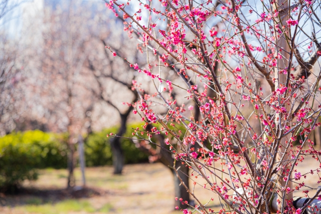 羽根木公園