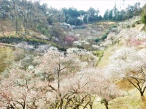 青梅市梅の公園