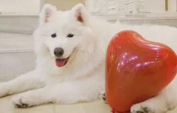 サモエドカフェ